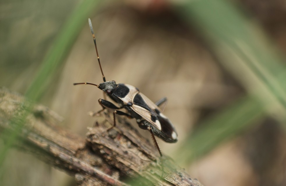 Raglius confusus