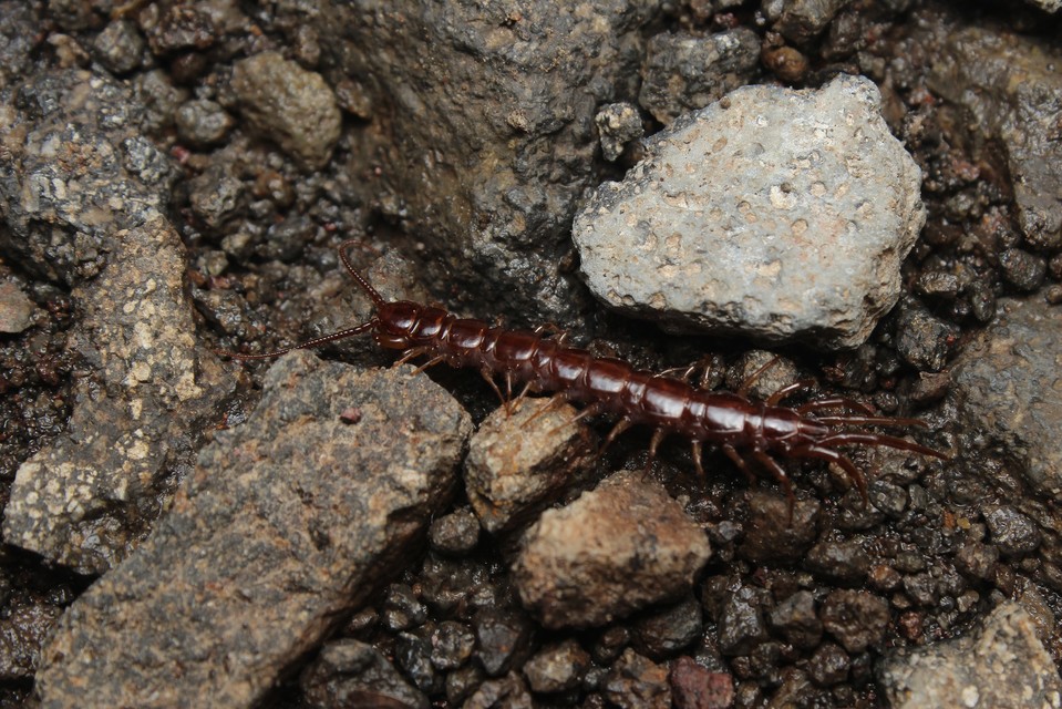 Lithobiidae