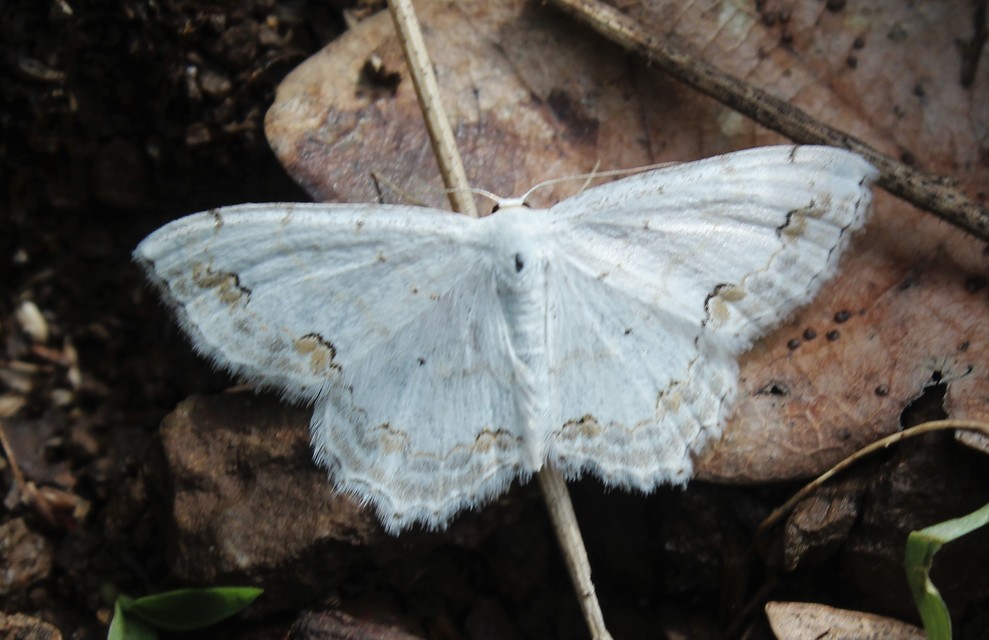 Scopula ornata - díszes fehéraraszoló