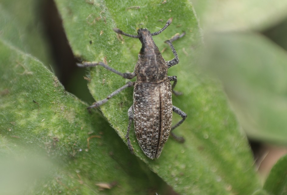 Rhabdorrhynchus echii - kígyósziszbarkó