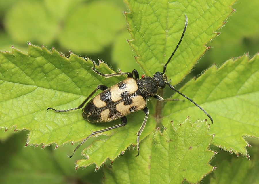 Pachytodes erraticus - rajzos virágcincér