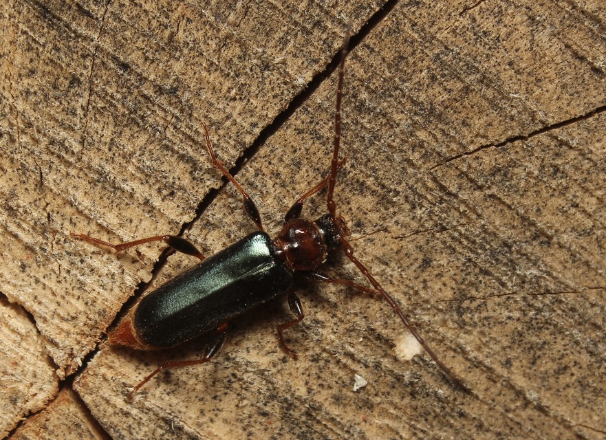 Phymatodes testaceus - változékony korongcincér Phymatodes testaceus - változékony korongcincér