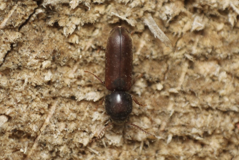 Ptilinus pectinicornis - fésűscsápú álszú