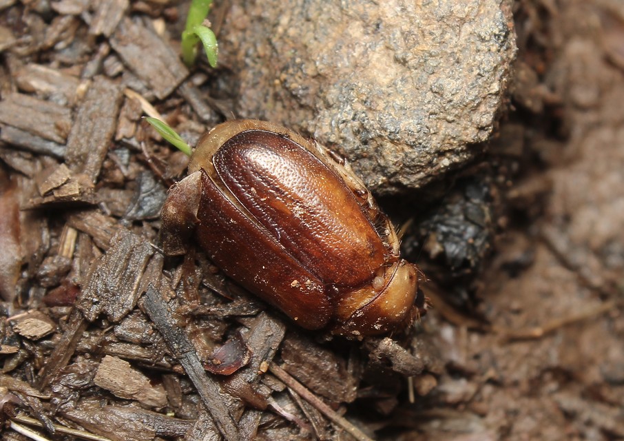 Rhizotrogus aestivus - tavaszvégi cserebogár