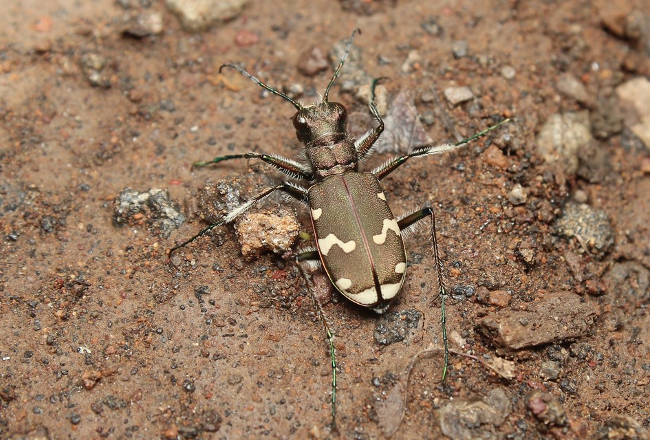 Cicindela sylvicola - erdei homokfutrinka