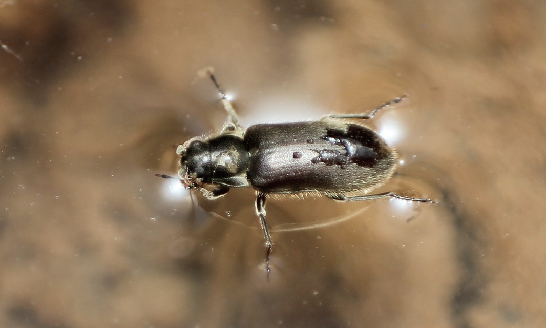 Dryopidae - fülescsápúbogár-félék