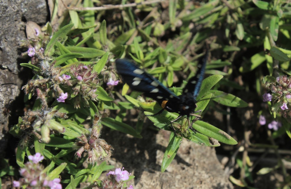 Amata phegea - fehérpettyes álcsüngőlepke