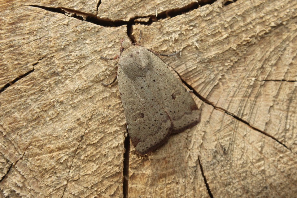Noctua comes - kis sárgafűbagoly