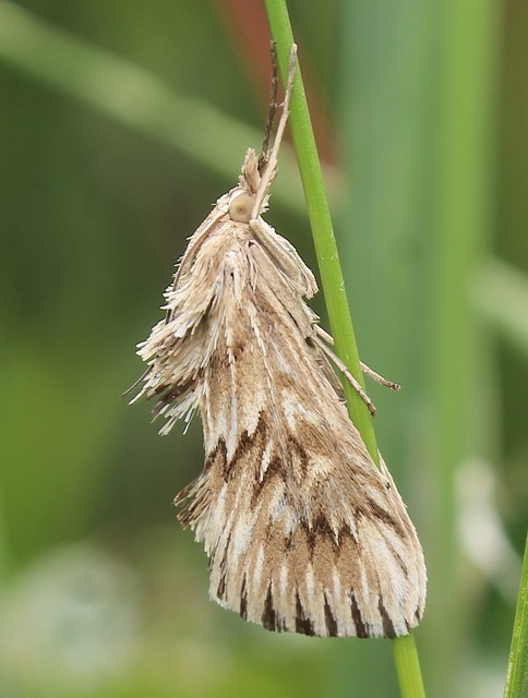 Cynaeda dentalis - gyakori ciframoly