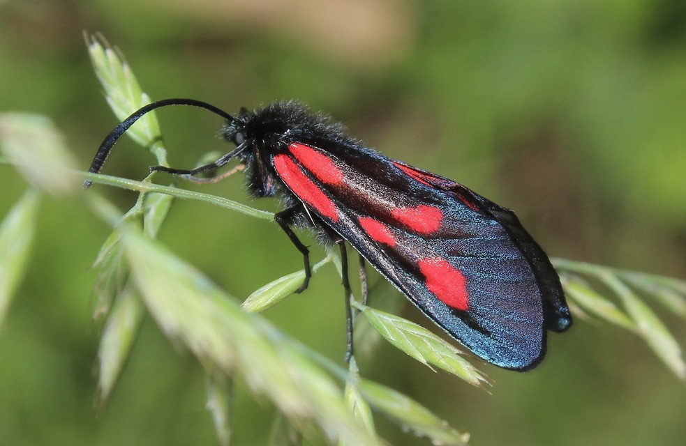 Zygaena osterodensis - ördögszem-csüngőlepke