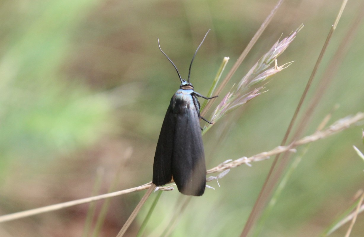 Catastia marginea - fekete karcsúmoly