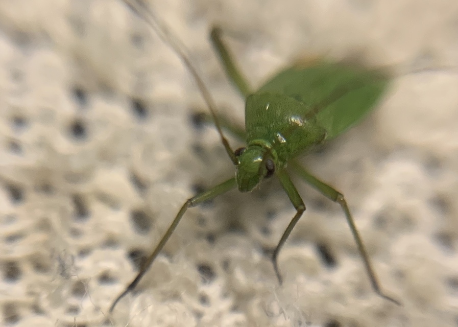 Calocoris affinis
