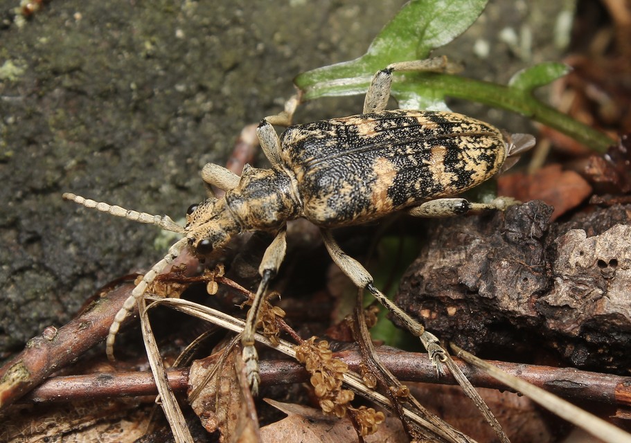 Rhagium sycophanta - tölgyes-tövisescincér