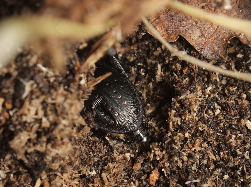 Carabus hortensis - aranypettyes futrinka Carabus hortensis - aranypettyes futrinka