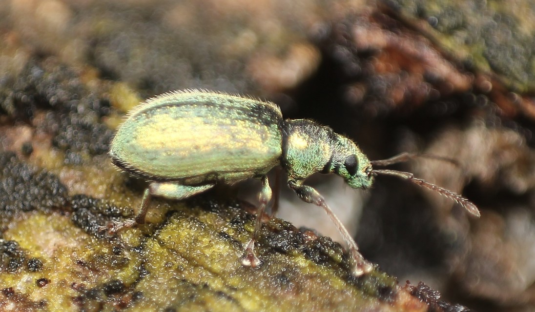 Phyllobius argentatus - ezüstös levélormányos