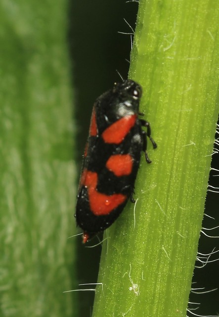 Cercopis vulnerata