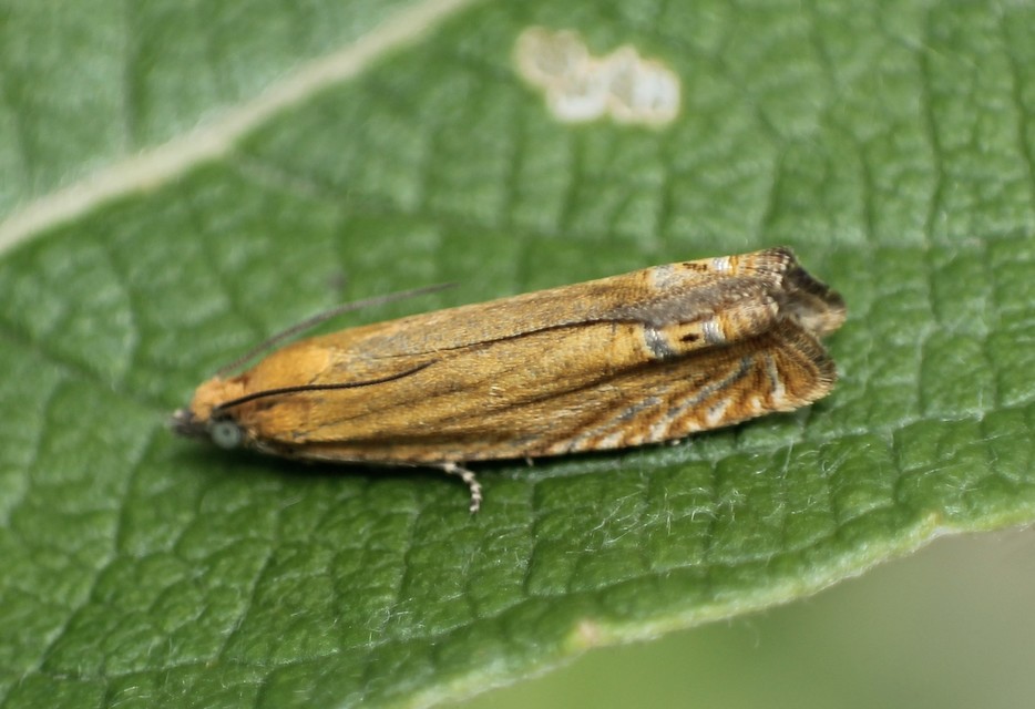 Lathronympha strigana - orbáncfű-magrágómoly