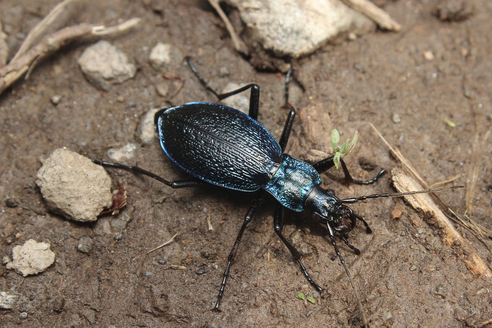 Carabus intricatus - kék laposfutrinka