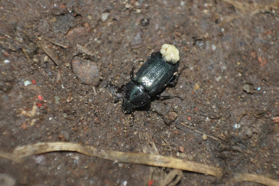 Platycerus caraboides - kis fémesszarvasbogár