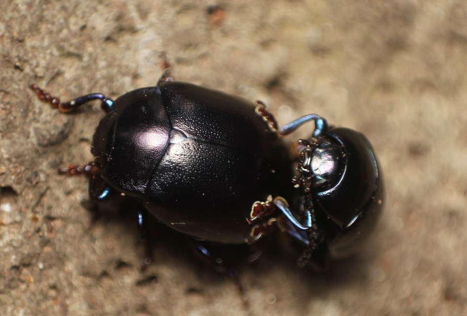 Chrysolina sturmi - vöröslábú levelész