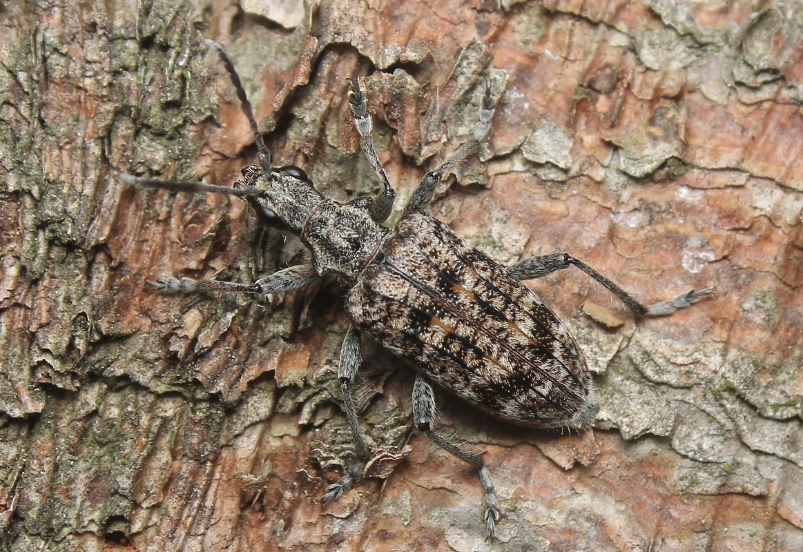 Rhagium inquisitor - fenyves-tövisescincér