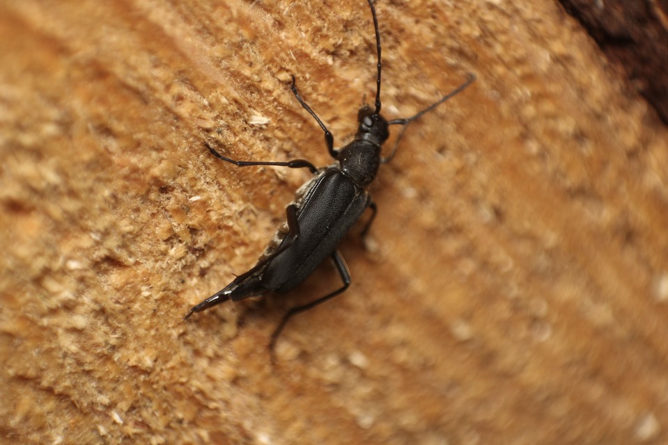 Anastrangalia dubia - feketeszélű virágcincér