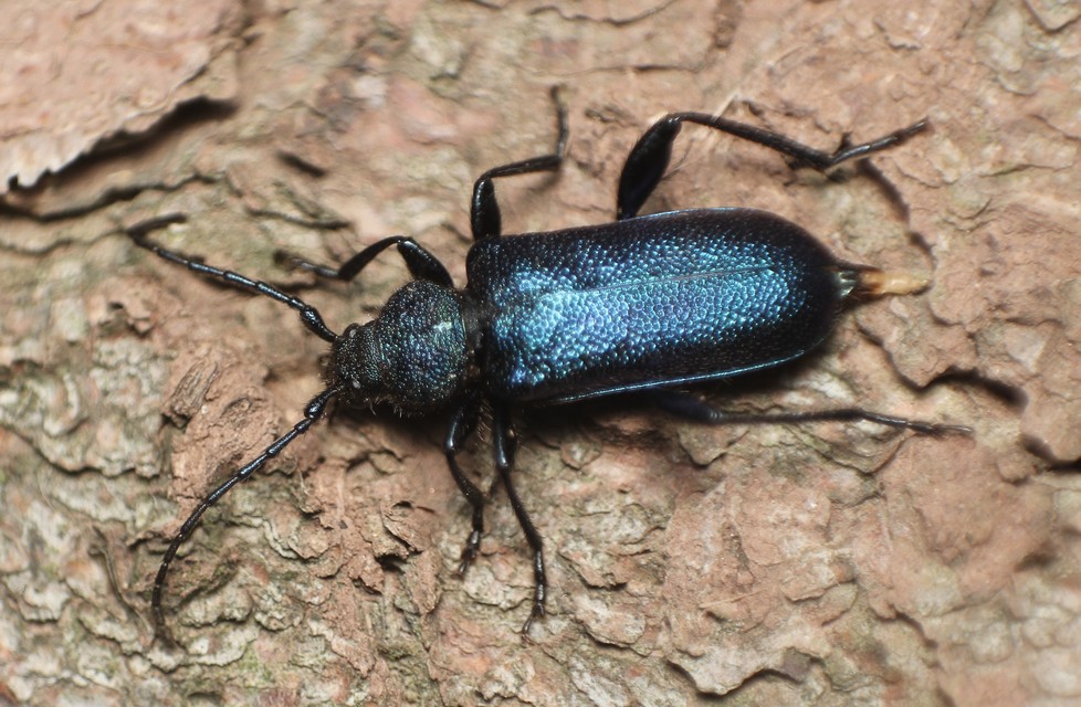 Callidium violaceum - kék korongcincér