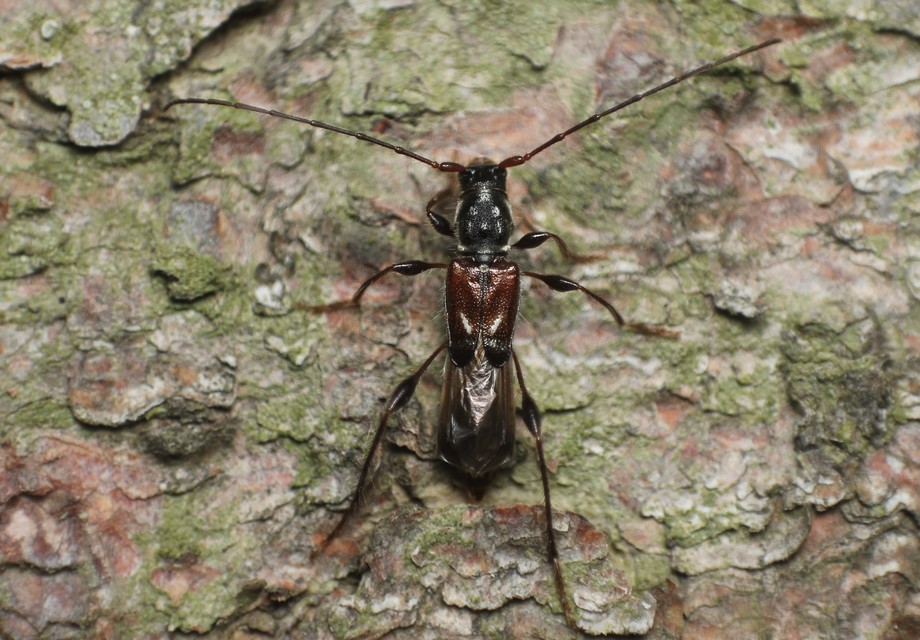 Molorchus minor - kis légycincér