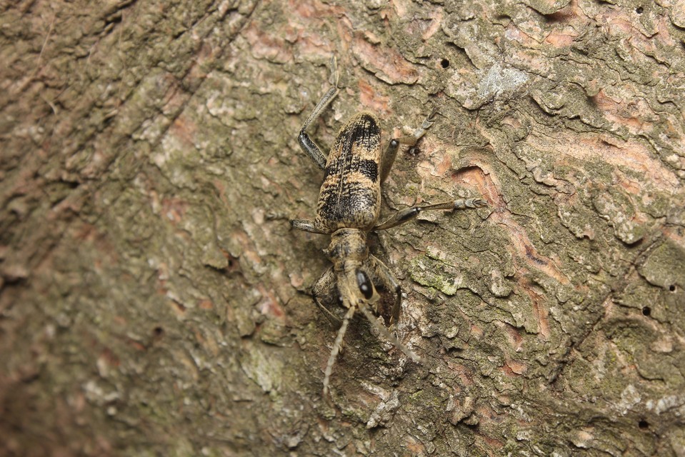 Rhagium mordax - cser-tövisescincér