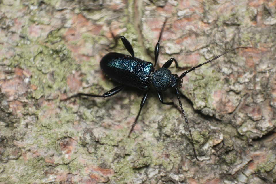 Callidium violaceum - kék korongcincér