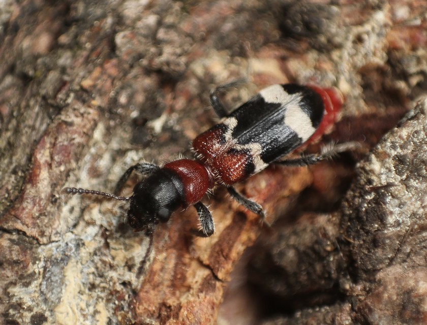 Thanasimus formicarius - vörösnyakú szúfarkas