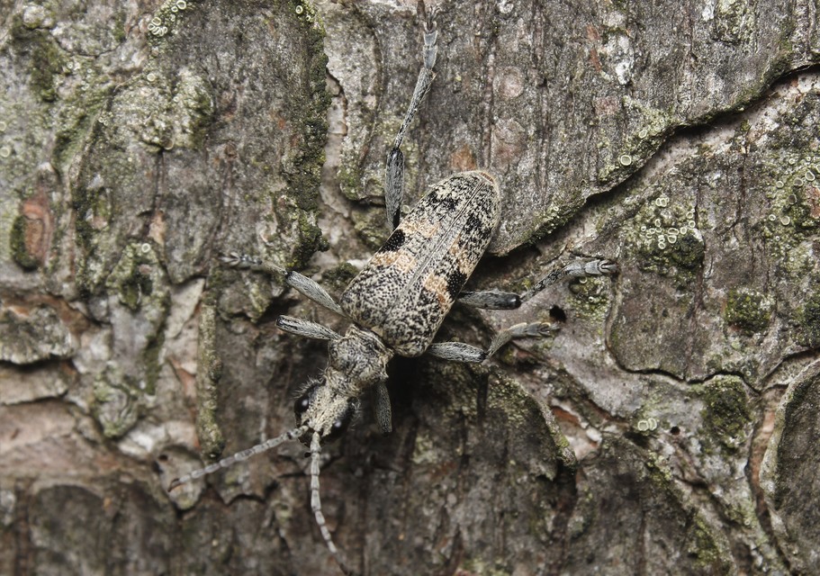 Rhagium mordax - cser-tövisescincér
