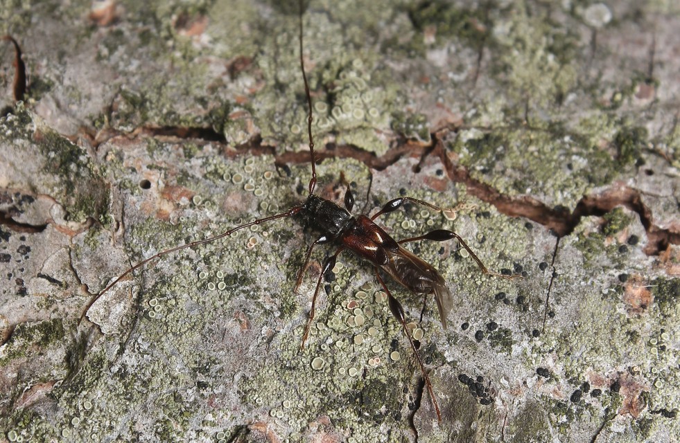 Molorchus minor - kis légycincér