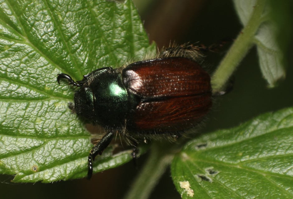 Phyllopertha horticola - kerti szipoly