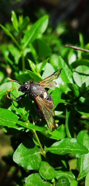 Cimbex femoratus - fekete buzogányos levéldarázs