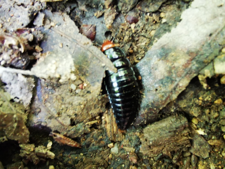 Dendroxena quadrimaculata - négypettyes dögbogár