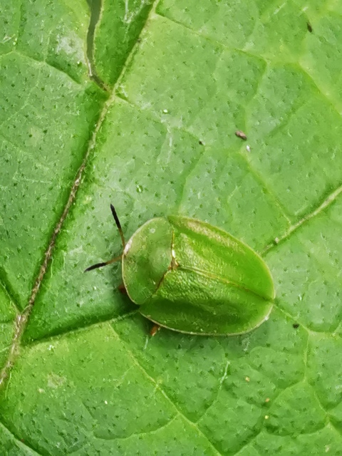 Cassida viridis - zöld pajzsbogár Cassida viridis - zöld pajzsbogár