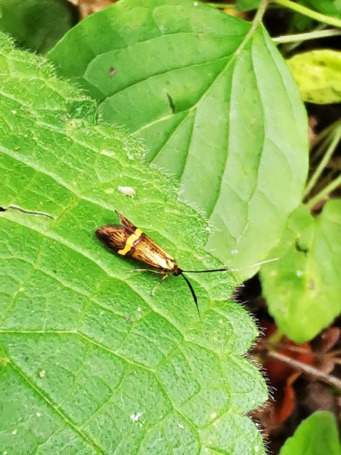 Nemophora degeerella - pompás tőrösmoly