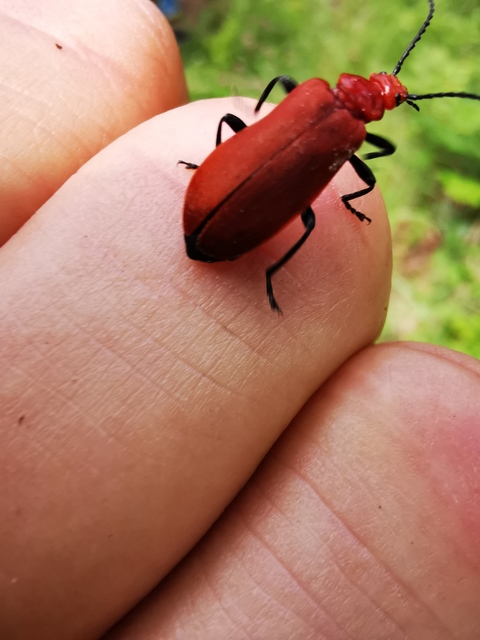 Pyrochroa serraticornis - közép-bíborbogár