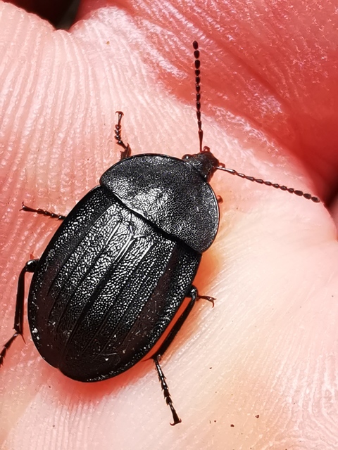 Phosphuga atrata - bordás csigarabló