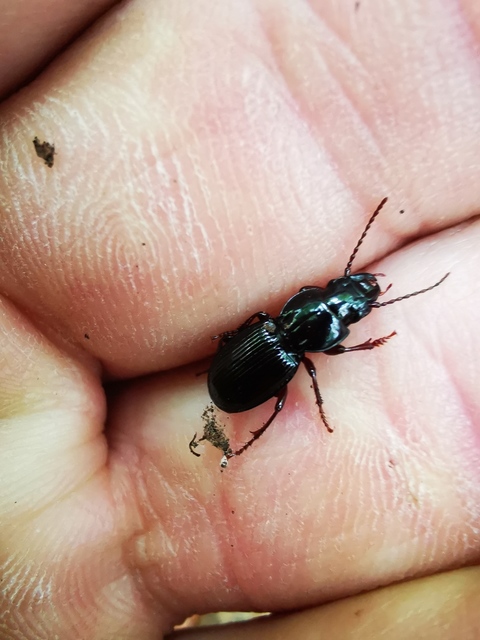 Molops piceus - közönséges zömökfutó Molops piceus - közönséges zömökfutó