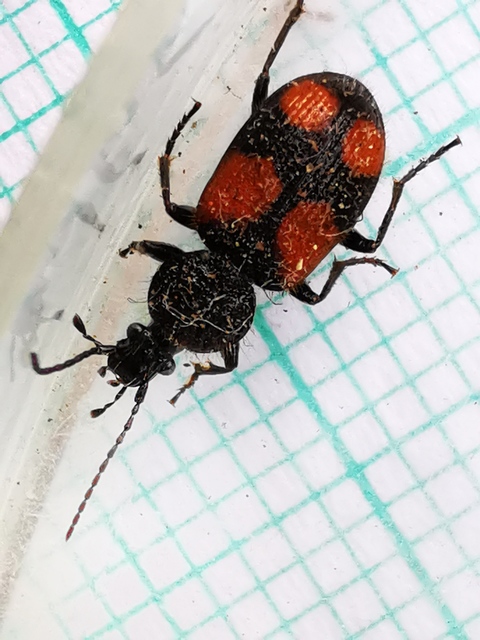 Panagaeus cruxmajor - nagy keresztesfutó