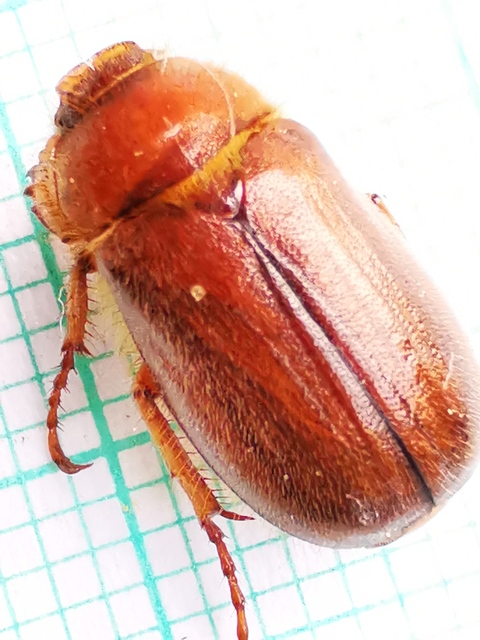Amphimallon assimile - kis sárgacserebogár