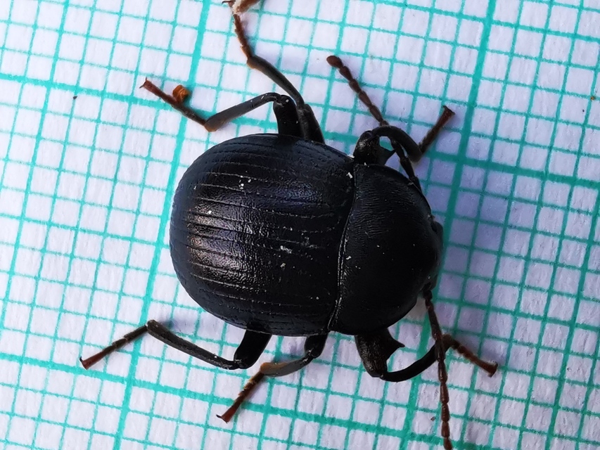 Accanthopus velikensis