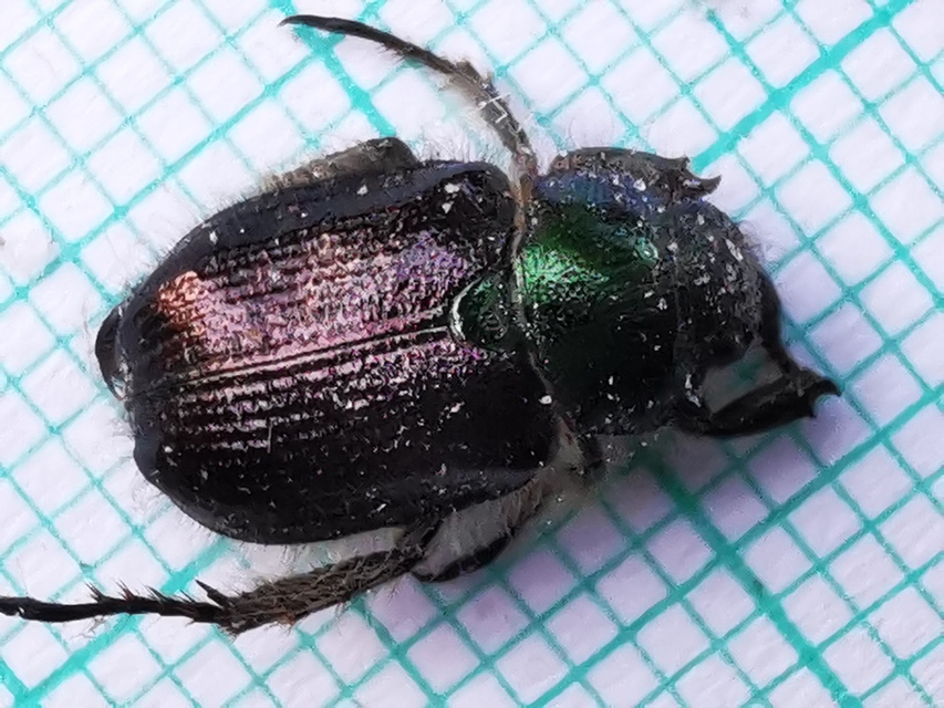 Phyllopertha horticola - kerti szipoly
