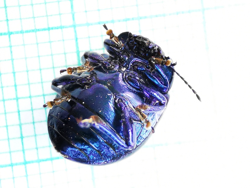 Chrysolina sturmi - vöröslábú levelész