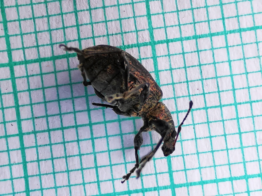 Phyllobius glaucus - éger-levélormányos Phyllobius glaucus - éger-levélormányos