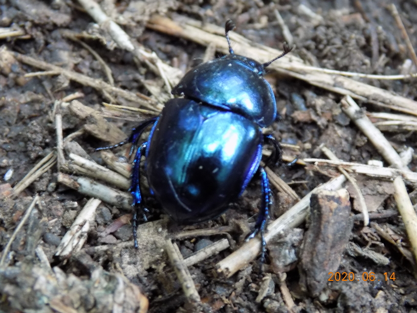 Trypocopris vernalis - tavaszi álganéjtúró