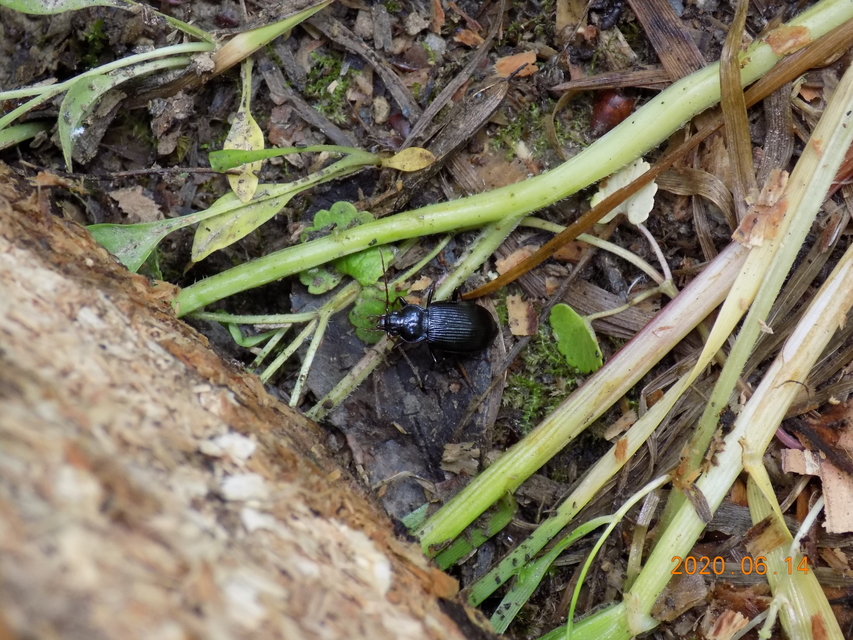 Nebria brevicollis - rövidnyakú partfutó