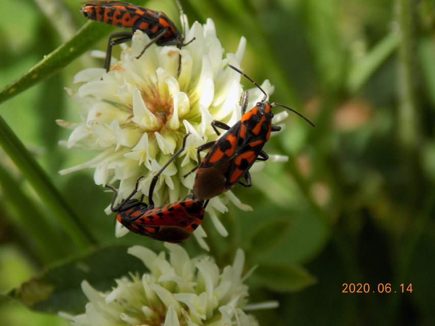 Spilostethus saxatilis - virágbodobács